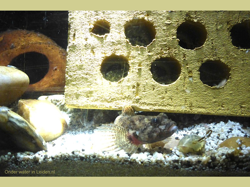 rivierdonderpad steen gaatjes rivierdonderpaddenhotel