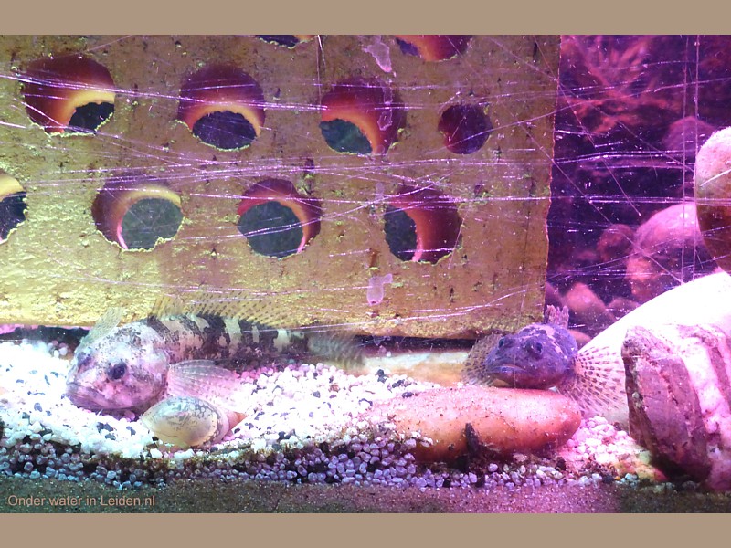 rivierdonderpadden steen gaatjes rivierdonderpaddenhotel