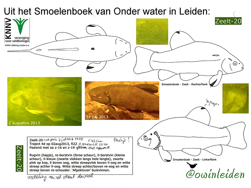 uit het smoelenboek van Onder water in Leiden: zeelt 20