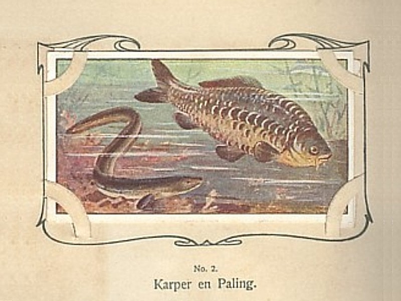 onderwaterinleiden verkade-album karper-paling