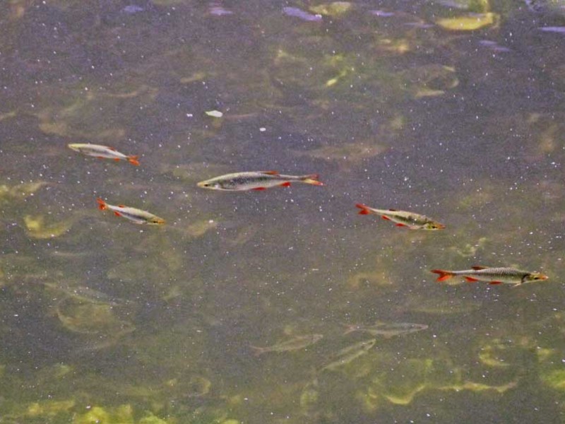 Nieuwe vissoort in de Zakgids, het is de onderste vissoort op de foto, diep zwemmend