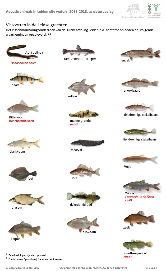 overzicht waargenomen vissoorten in Leiden tm 2018