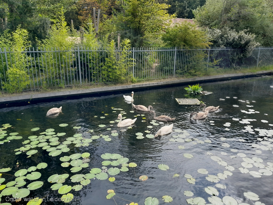 binnenvestgracht met poetsnest en zwanen 10sep2021 kijkrichting Natuurspeeltuin de Doorbraak