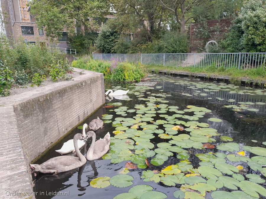 binnenvestgracht met zwanen nabij koppie onder en watertuinen in de verte 10sep2021 kijkrichting bocht Natuurspeeltuin de Doorbraak en Meelfabriek