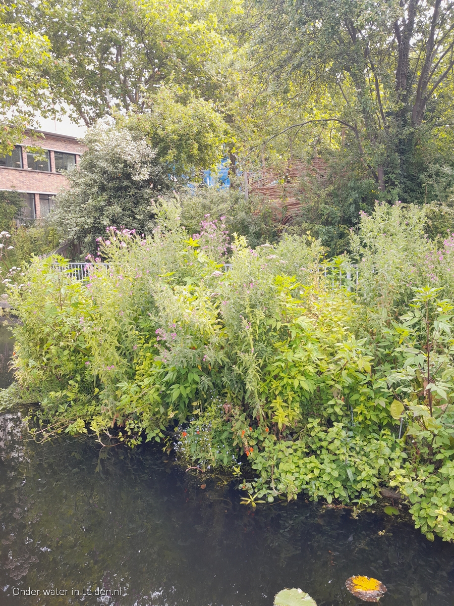 watertuinen Binnenvestgracht na 13 maanden 12jul2022 kijkrichting Meelfabriek en Natuurspeeltuin de Doorbraak portrait