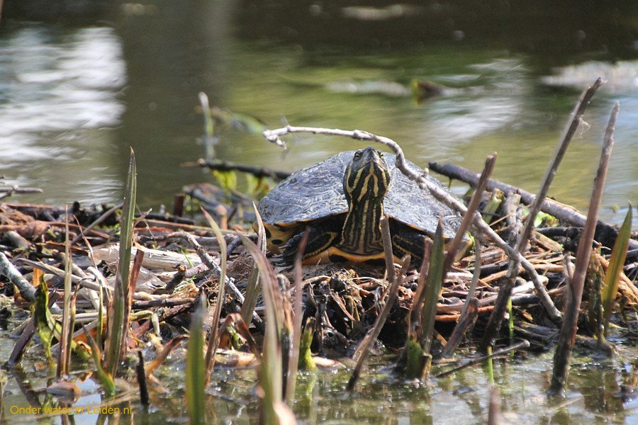 lettersierschildpad in de Fortuinwijk