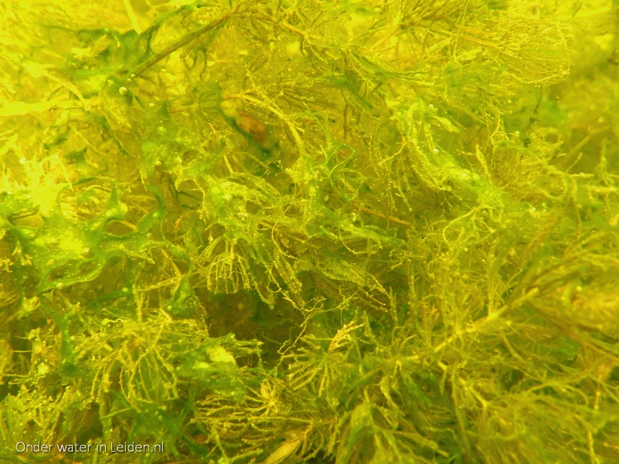 aug2022 gedoornd hoornblad met algen