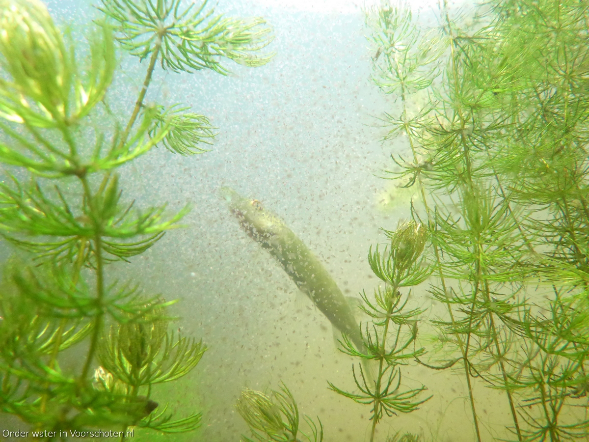 aug2020 vanslingelandt snoekje watervlooien daphnia hoornblad MOOI