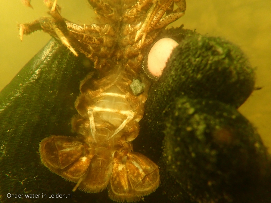 aug2021 drususlaan handgevangen limosus onder water