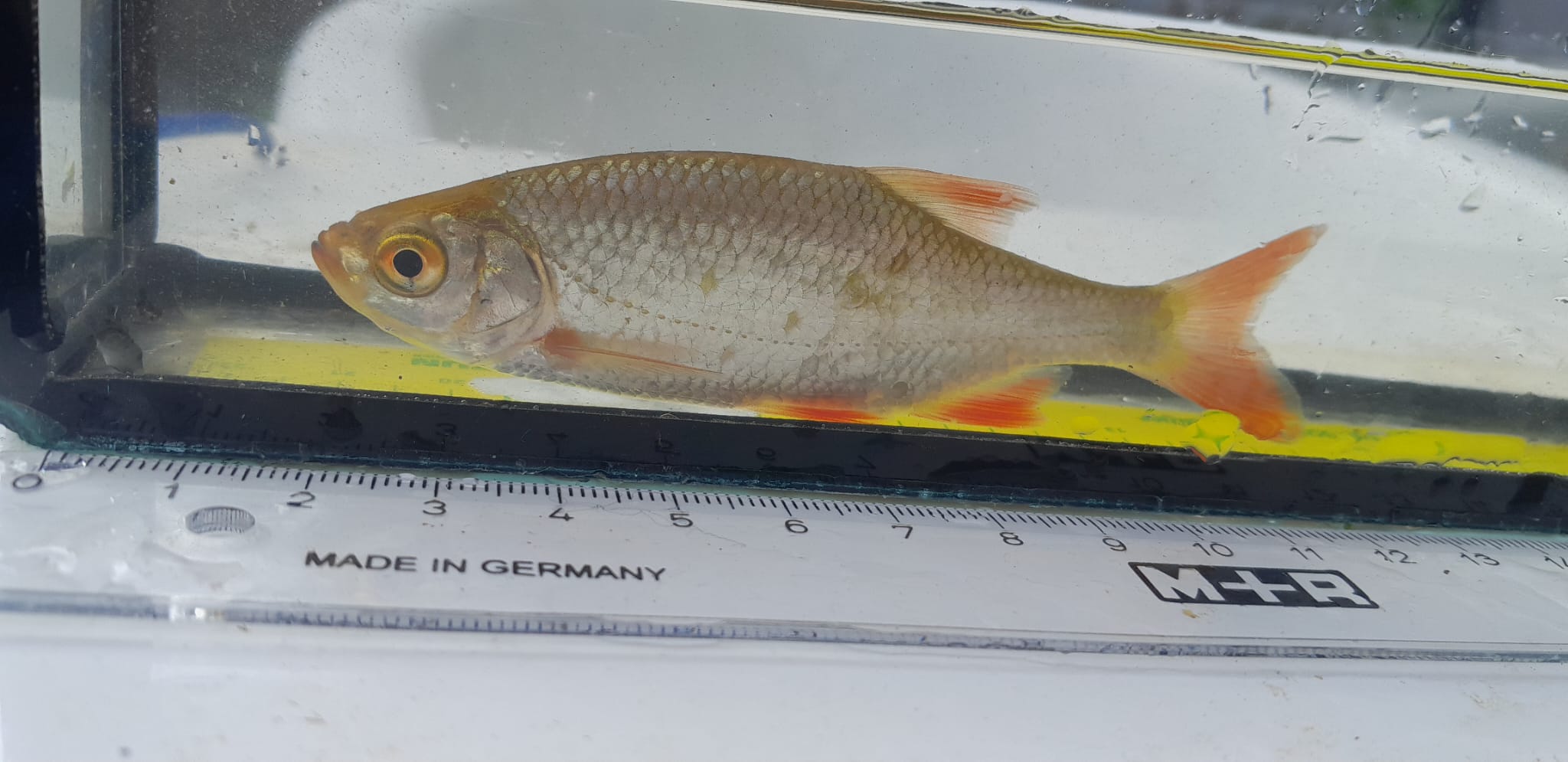 apr2023 lagemors shellpompsloot rietvoorn in cuvet met liniaal