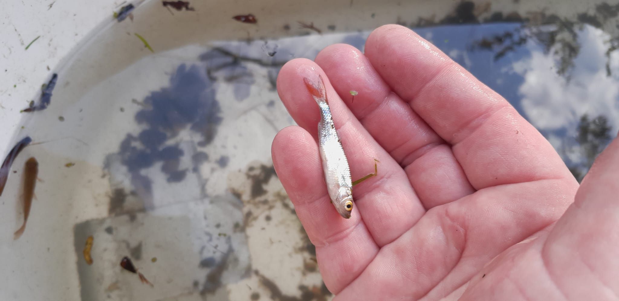 apr2023 lagemors shellpompsloot rietvoorntje in de hand