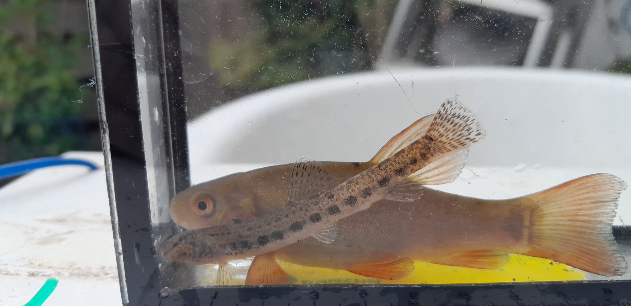 apr2023 lagemors shellpompsloot zeeltje en kleine modderkruiper in cuvet