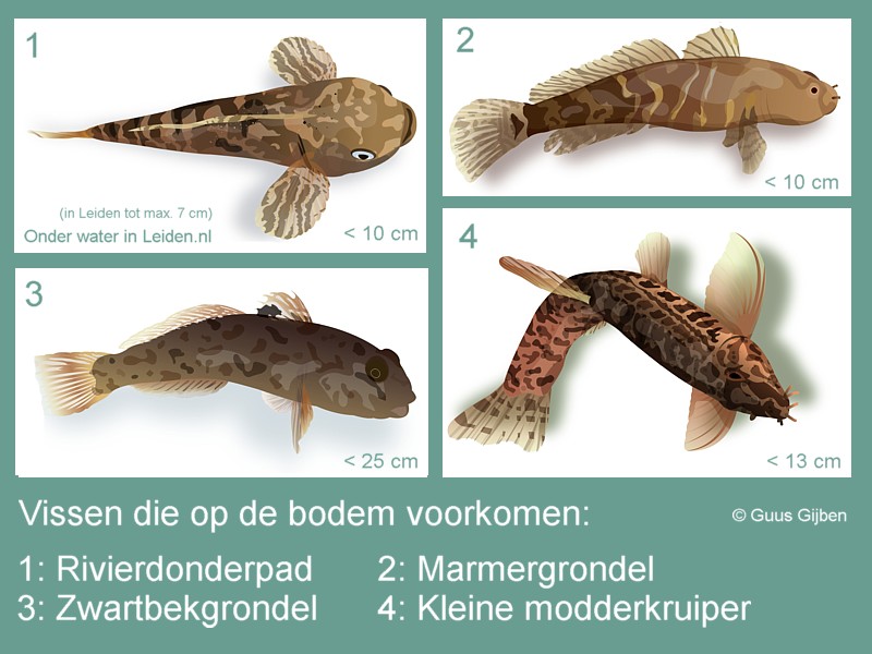 Hoe zie ik het verschil tussen een rivierdonderpad en exotische grondels?