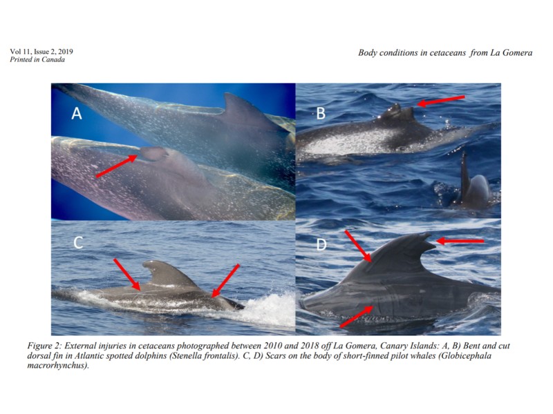 body conditions, lesions and scars on cetaceans off la gomera