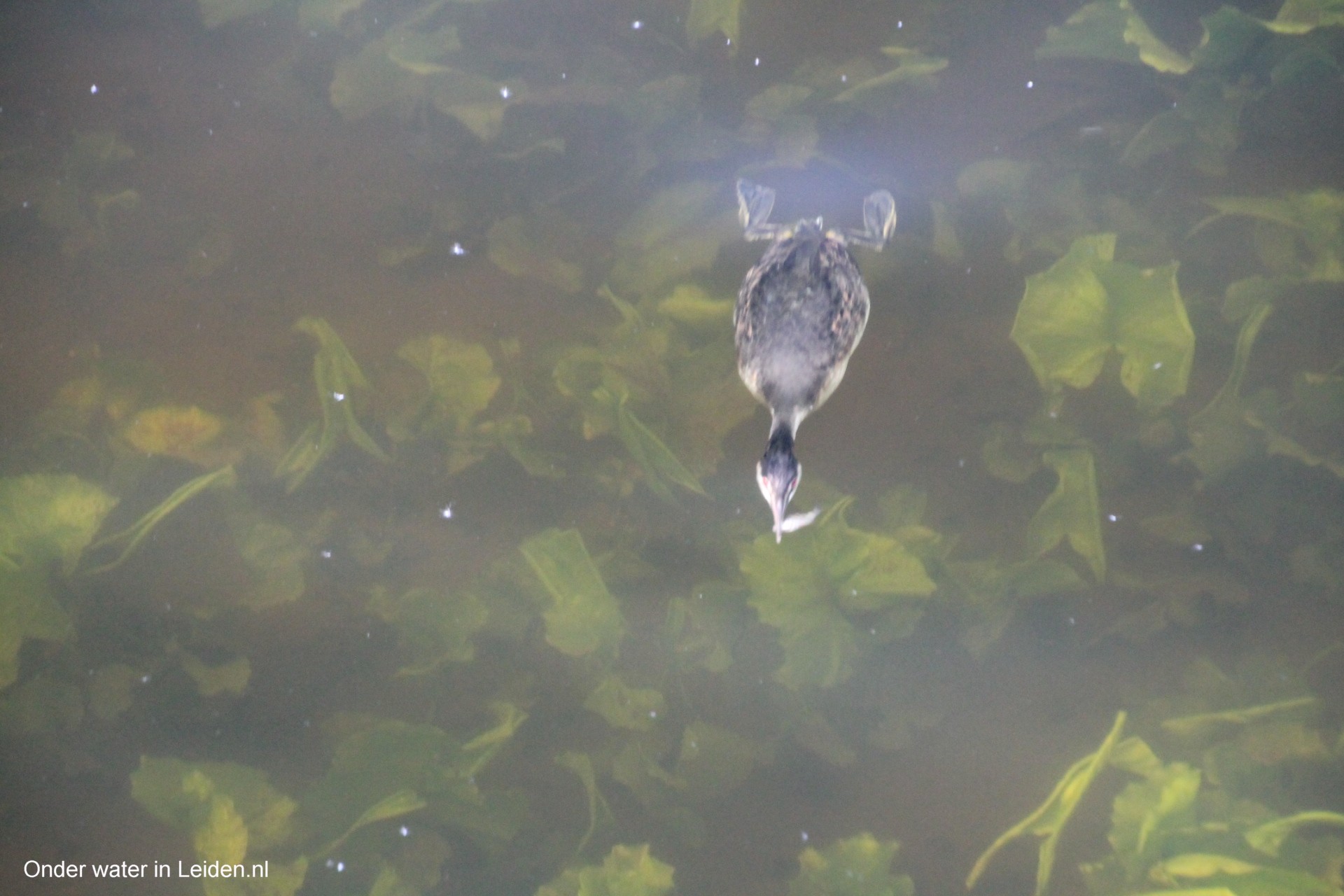 mei2021 watervogelmethode fuut met baars