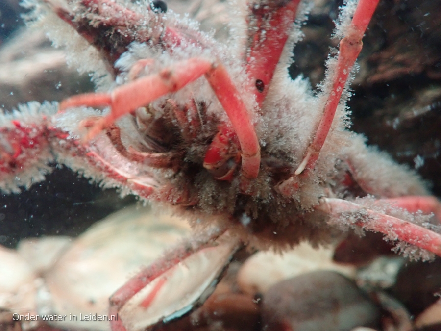 procambarus_clarkii_fluffy_6nov2022_33.jpg