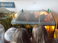 Lezing: Heerlijk, helder: van aquarium tot gracht